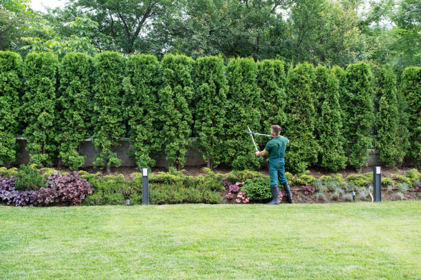 Trusted Bloomfield, NY Tree Removal and Landscaping Services Experts